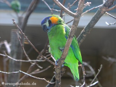 Vogelpark Walsrode (31).JPG