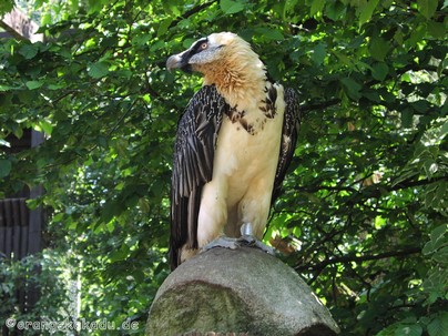 Vogelpark Walsrode (90).JPG