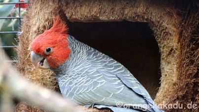 LoroParque2017-03.jpg