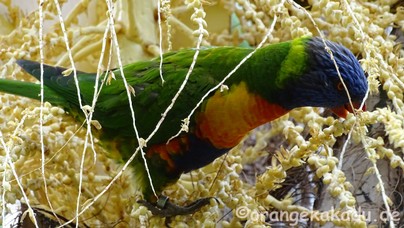 LoroParque2017-07.jpg