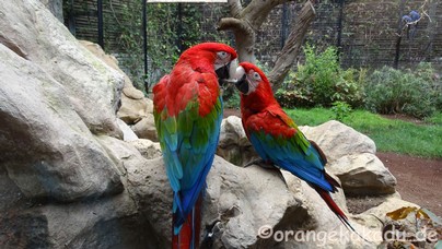 LoroParque2017-09.jpg