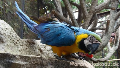 LoroParque2017-10.jpg