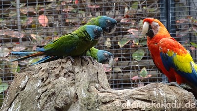 LoroParque2017-11.jpg