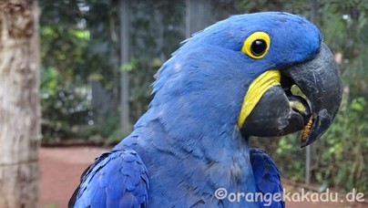 LoroParque2017-17.jpg