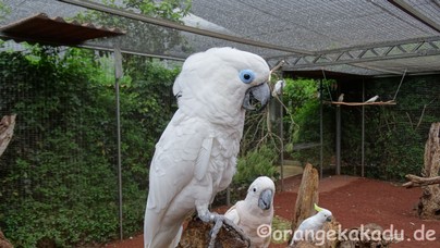 LoroParque2017-22.jpg