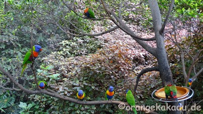 LoroParque2017-24.jpg