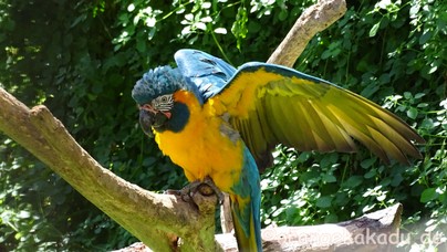 LoroParque2017-32.jpg