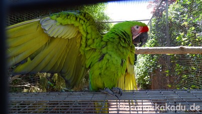 LoroParque2017-33.jpg