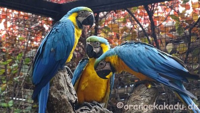 LoroParque2017-35.jpg