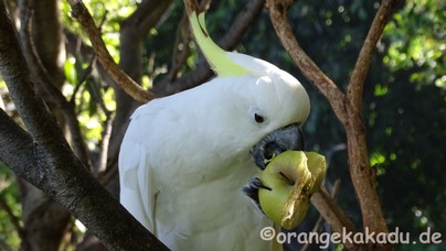 LoroParque2017-44.jpg