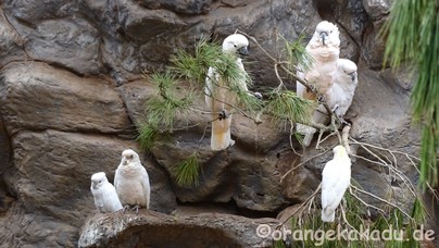 LoroParque2017-51.jpg