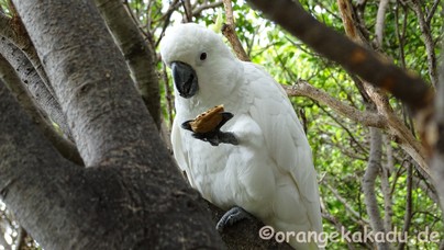 LoroParque2017-54.jpg