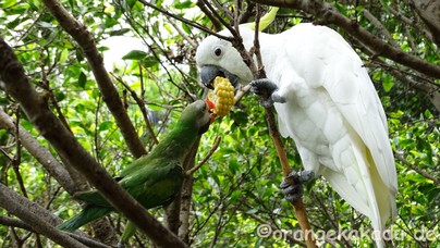 LoroParque2017-55.jpg