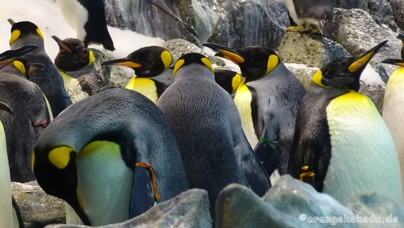 LoroParque2015 (1).JPG