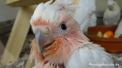 LoroParque2015 (10).JPG