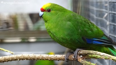 LoroParque2015 (11).JPG