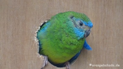 LoroParque2015 (12).JPG