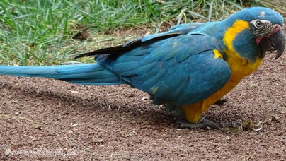 LoroParque2015 (13).JPG