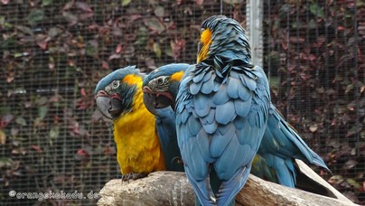 LoroParque2015 (14).JPG