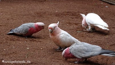 LoroParque2015 (15).JPG