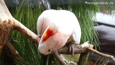 LoroParque2015 (16).JPG