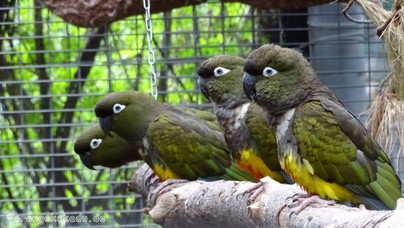 LoroParque2015 (17).JPG