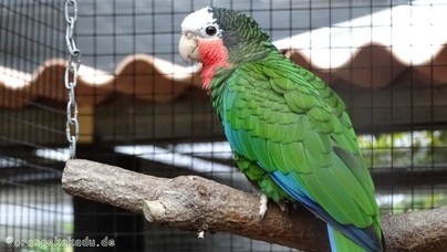 LoroParque2015 (18).JPG