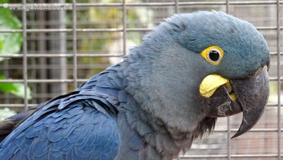 LoroParque2015 (19).JPG