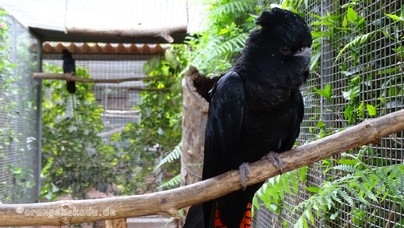 LoroParque2015 (20).JPG