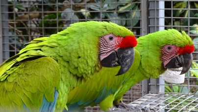 LoroParque2015 (21).JPG