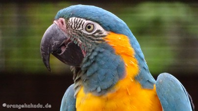 LoroParque2015 (22).JPG