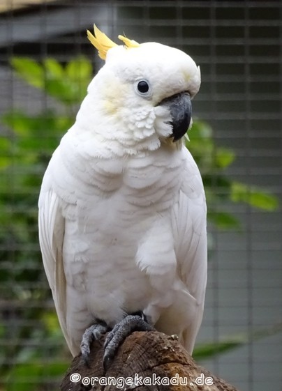 LoroParque2015 (23).JPG