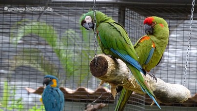 LoroParque2015 (24).JPG