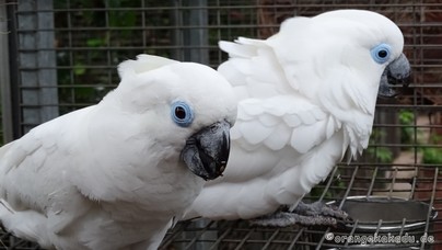 LoroParque2015 (26).JPG