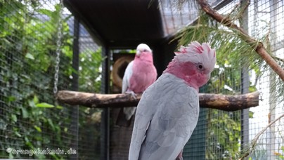 LoroParque2015 (27).JPG