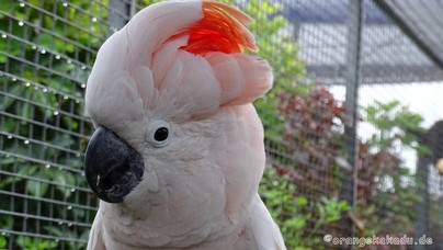 LoroParque2015 (28).JPG