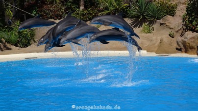 LoroParque2015 (3).JPG