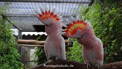 LoroParque2015 (30).JPG