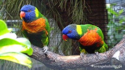 LoroParque2015 (32).JPG