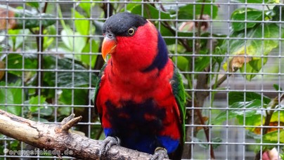 LoroParque2015 (33).JPG