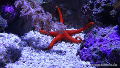 LoroParque2015 (37).JPG