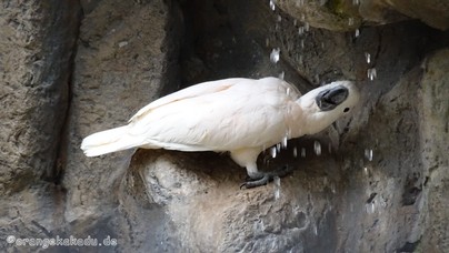 LoroParque2015 (38).JPG