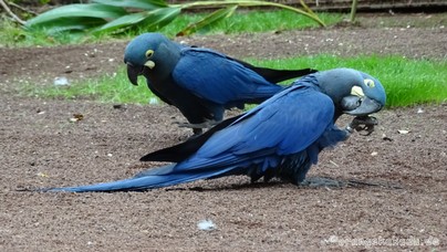 LoroParque2015 (39).JPG