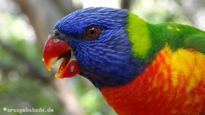 LoroParque2015 (4).JPG