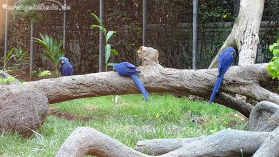 LoroParque2015 (40).JPG