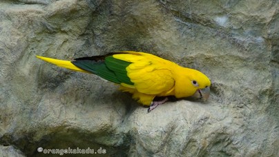 LoroParque2015 (41).JPG