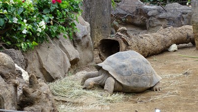 LoroParque2015 (45).JPG