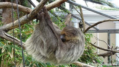 LoroParque2015 (47).JPG