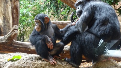 LoroParque2015 (48).JPG