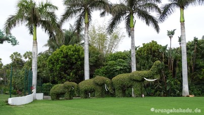 LoroParque2015 (49).JPG